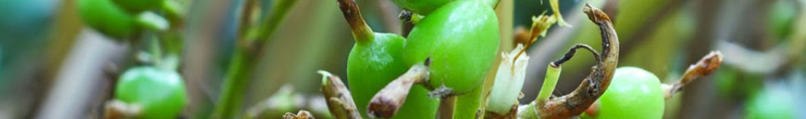 Ceylon Cardamom Products