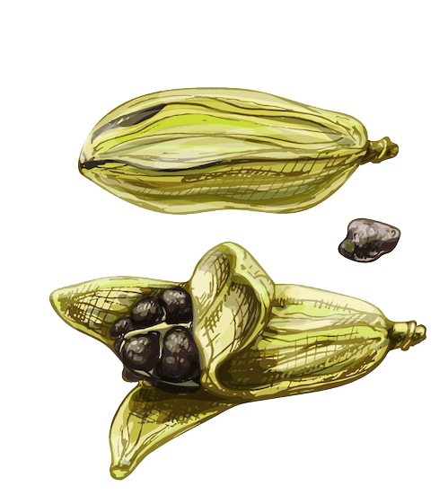 Ceylon cardamom plant illustration