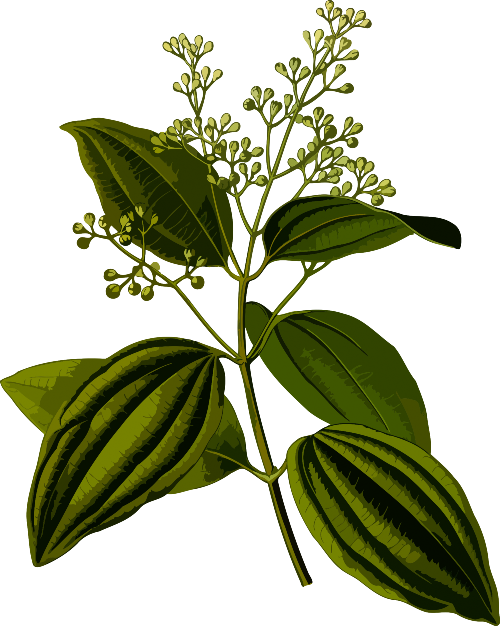 Ceylon cinnamon plant illustration
