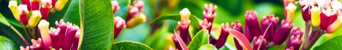 Ceylon Clove Products