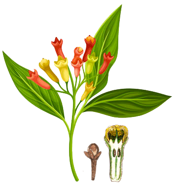 Ceylon clove plant illustration
