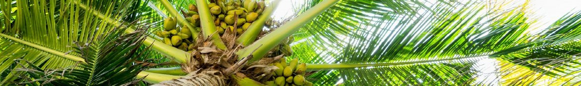 Ceylon Coconut Products