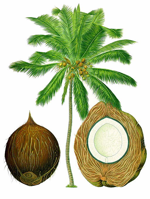 Ceylon coconut palm illustration