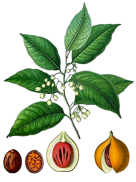Ceylon nutmeg plant illustration
