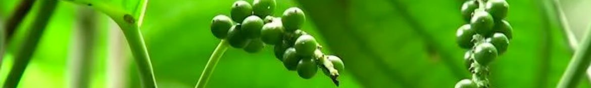 Ceylon Black Pepper Products