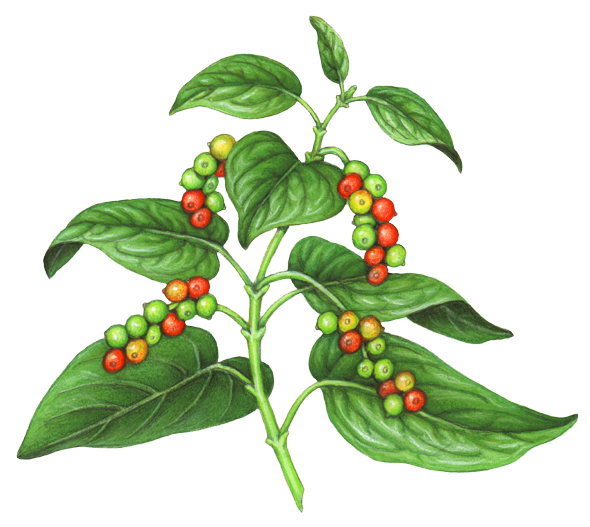 Ceylon pepper plant illustration