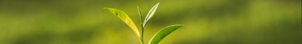 Ceylon Tea - Premium Sri Lankan Tea Collection