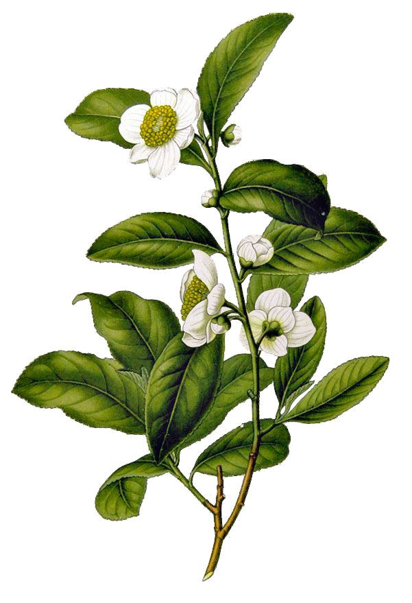 Ceylon tea plant illustration