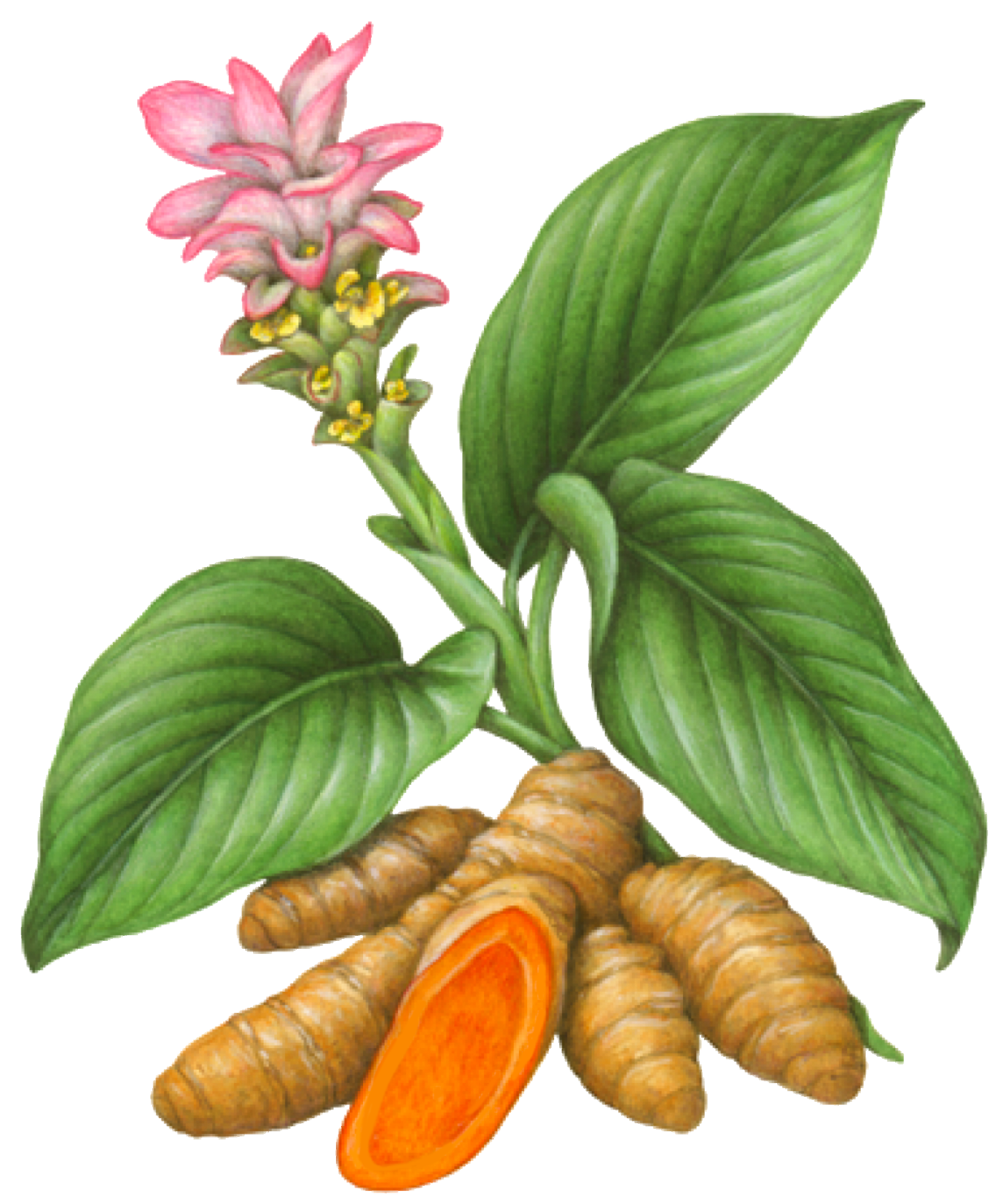 Ceylon turmeric plant illustration